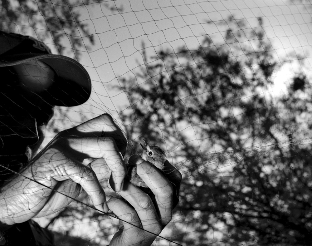 Art and Documentary Photography - Loading 20020401_PlumbeusVireo.jpg