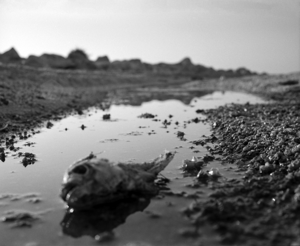 Art and Documentary Photography - Loading 20110412_DeadTilapia.jpg