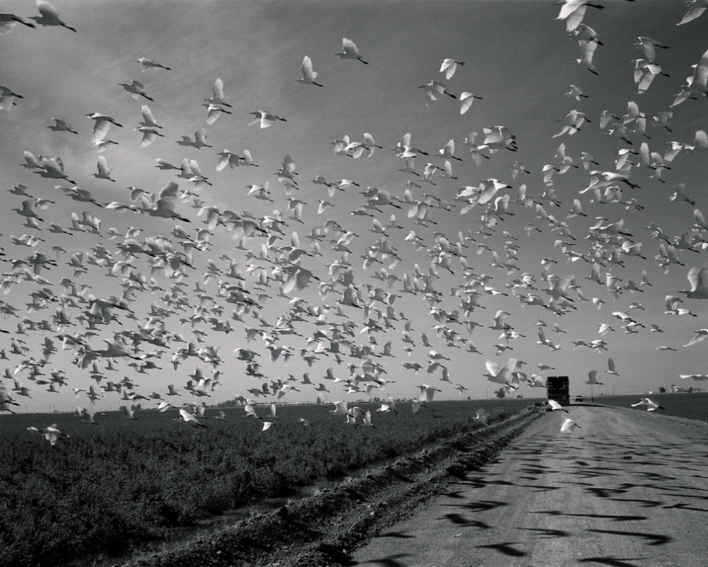 Art and Documentary Photography - Loading 20061113_ElCentroBirds.jpg