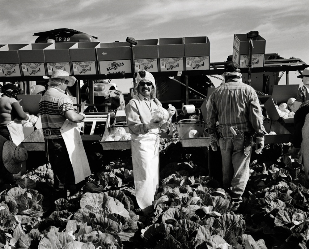 Art and Documentary Photography - Loading 20110419_CabbagePicker.jpg